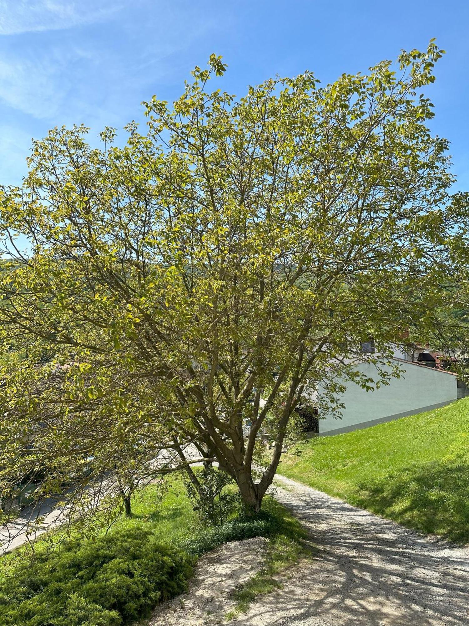 Apartma Anze Samec Dobravlje Buitenkant foto